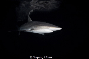Silky in the Dark/ Silky Shark/Socorro,Mexico by Yuping Chen 
